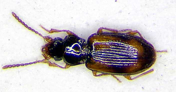 Tachyura thoracica.jpg