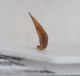 Carabidae A5.JPG