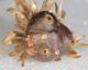 Galla e larva2.JPG