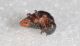 Galla e larva7.JPG