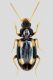 Tachyura (Tachyura) ferroa Kopecky, 2003.jpg