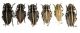 Dorcadion (Pedestredorcadion) arenarium - etruscum 009.jpg