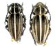 Dorcadion (Pedestredorcadion) arenarium - etruscum 015.jpg