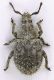 Acalles_Ostia_17-X-2010_a_3,2mm.jpg