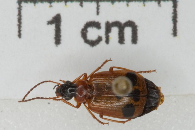 Lebia trimaculata 01.jpg