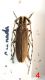 Agapanthia_4.JPG