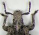 curc_Ostia_17-X-2010_3,4mm_testa_zampe_ant.jpg