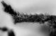 curc_Ostia_17-X-2010_3,4mm_zampa_ant.jpg