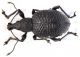 Otiorhynchus-gemmatus.jpg