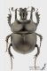 Typhaeus_momus_s_C01735.jpg
