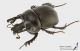Typhaeus_momus_ls_C01735.JPG