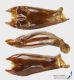 Typhaeus_momus_g_C01735.jpg