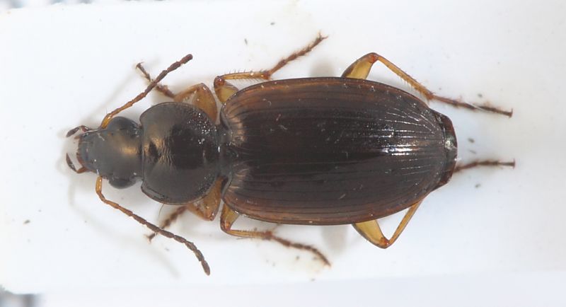 Carabidae ID3.JPG