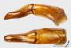 Cheironitis_ungaricus_g_C01724.JPG