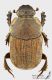 Cheironitis_ungaricus_s_C01725.JPG