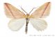 rhodometra_sacraria_129.jpg