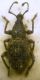 Otiorhynchus sp.JPG
