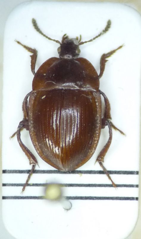 Necrophilus subterraneus.jpg