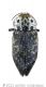 Capnodis cariosawtmk.jpg