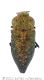 Capnodis tenebricosawtmk.jpg