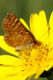 Euphydryas aurinia.jpg