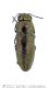 Sphenoptera petricekiwtmk.jpg
