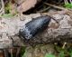 capnodis 2.JPG