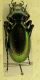 carabus01.jpg