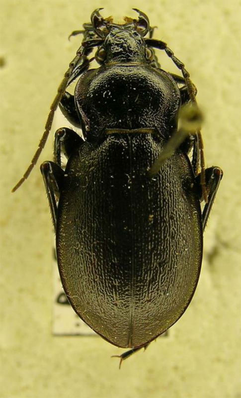 carabus02.jpg