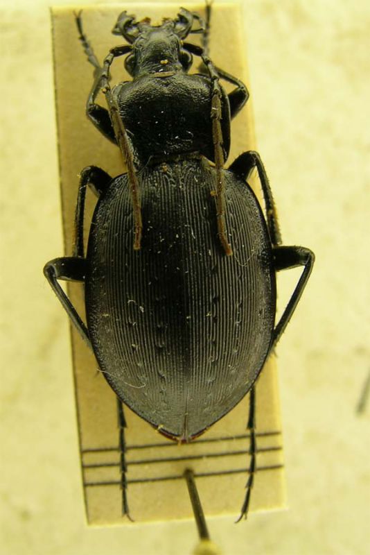 carabus 04.jpg