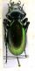 Carabidae copia.jpg