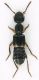 Staphylinidae_Marcigliana_19-I-2011_4,2mm.jpg