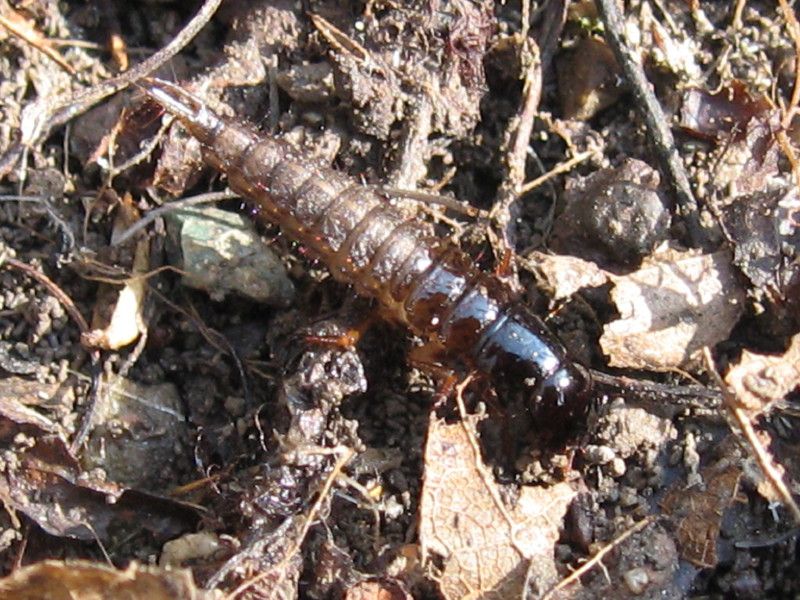 Z-L1 - F015.35 - Mulini, San Gregorio eccetera  - 26 MAR 2007 076.jpg