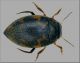 Stictonectes Sardegna.jpg