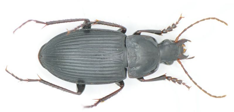 Calathus fuscipes.jpg