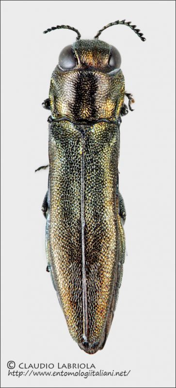 Agrilus_sp.jpg