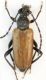 pmaculicornis2.jpg