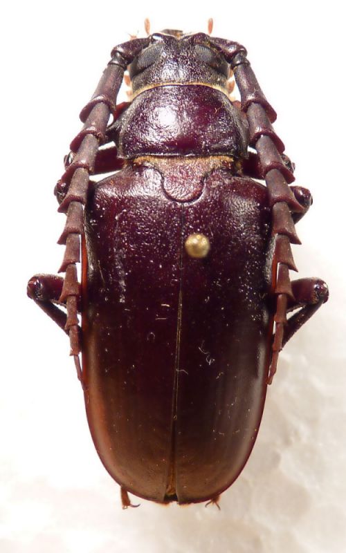 2. male P. lefebvrei.JPG