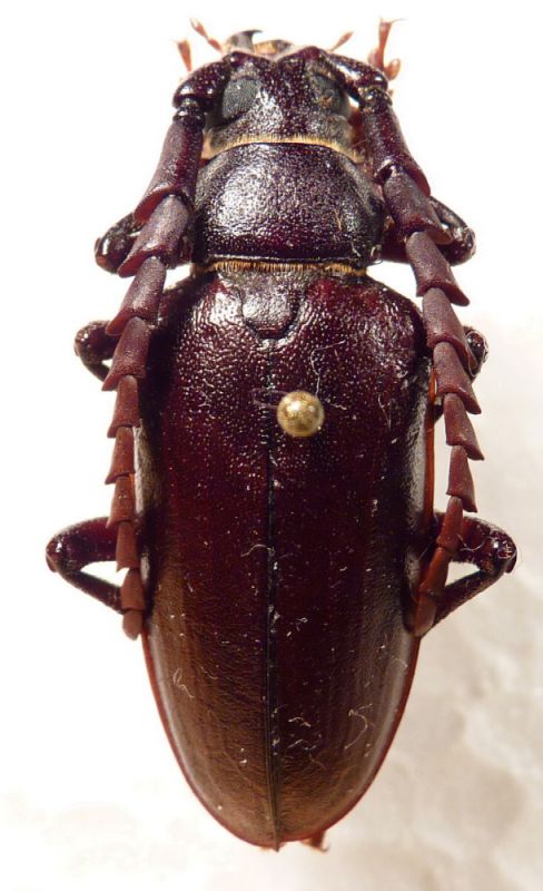 3. male P. lefebvrei.JPG