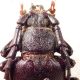 6. pronotum P. besicanus.JPG