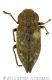 018_Dicerca moestawtmk.jpg