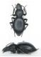 Tentyria sp copie.jpg