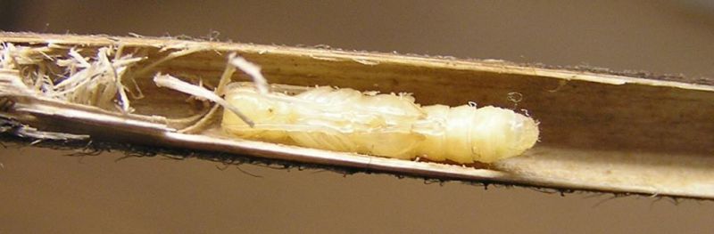 Agapanthia_intermedia_pupa.JPG