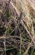 Agapanthia_intermedia_host_plant_detail02.JPG