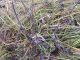 Agapanthia_intermedia_host_plant.JPG