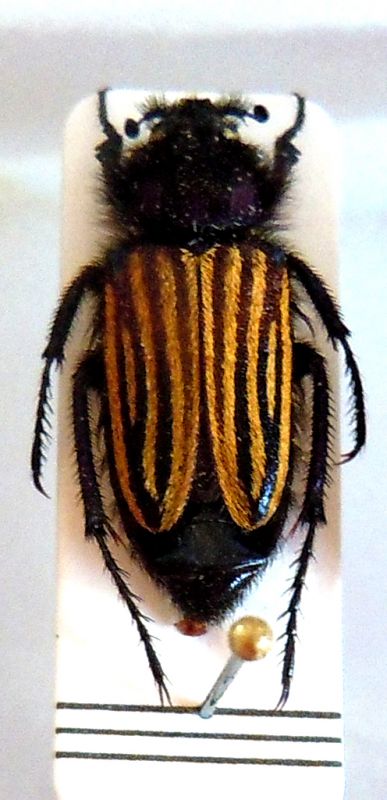 Scarabaeidae-di-Turchia.jpg