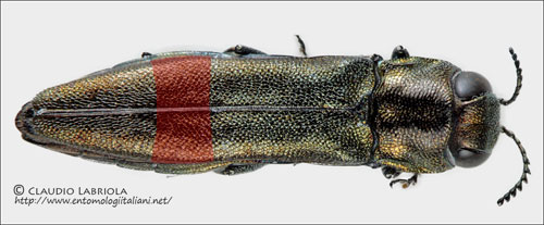 Agrilus_sp_evidenz.jpg