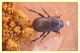 tenebrionidae.JPG