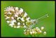 Antocharis  cardamines (35).jpg