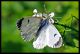 Antocharis  cardamines (55).jpg